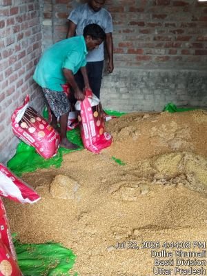 Damaged stock of Matar Dal